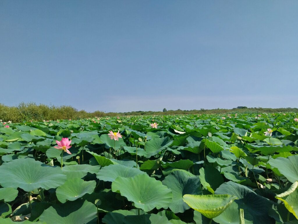 La fioritura del loto sul Lago Superiore a Mantova vista dalla barca.